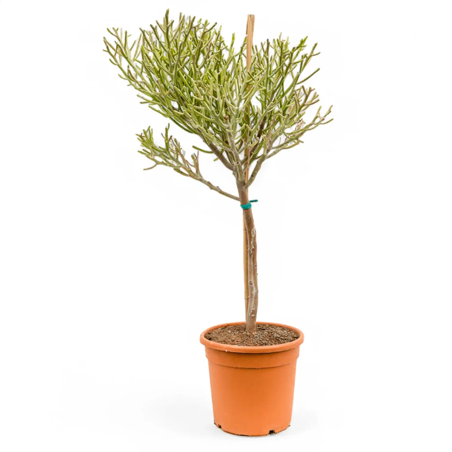 Euphorbia fiherenensis potted plant in nursery pot on white background.