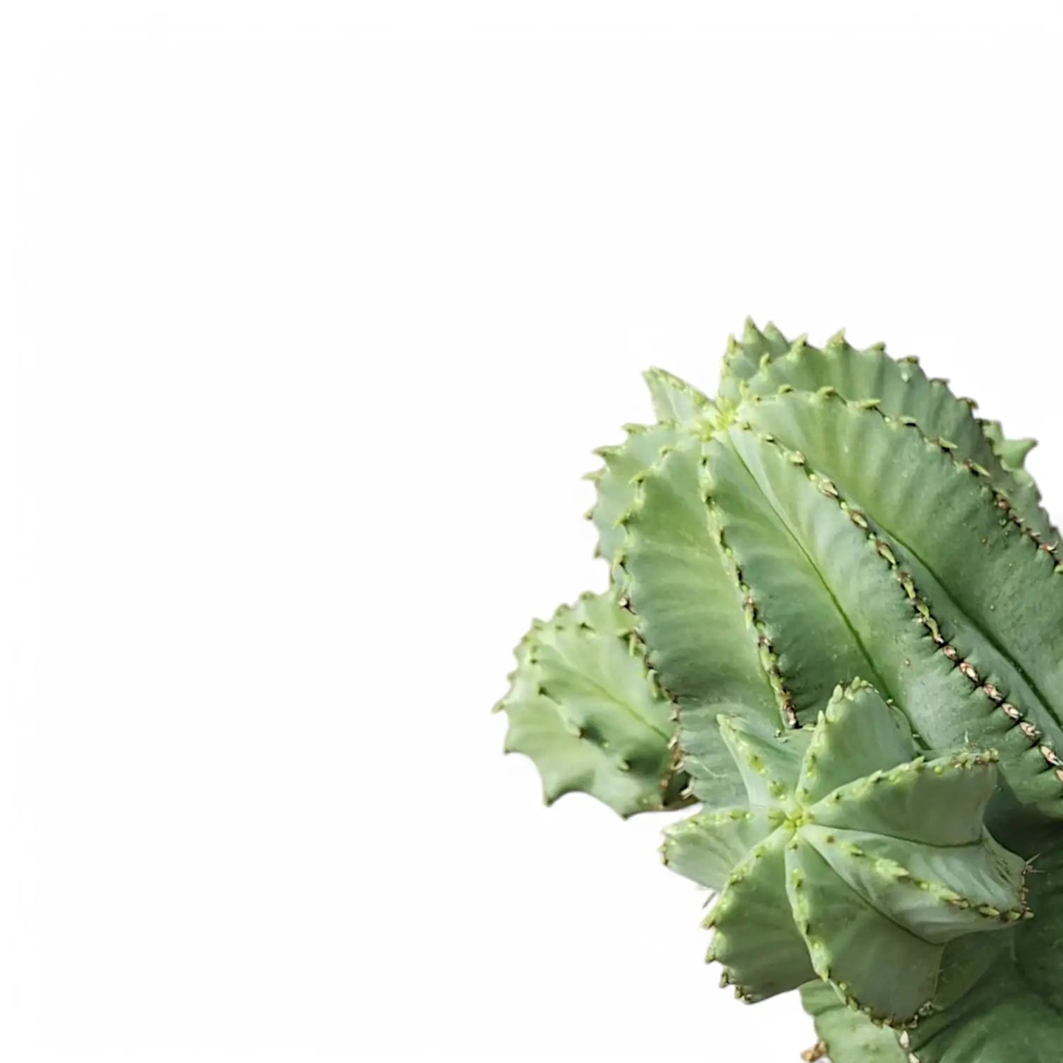 Nahaufnahme eines Sprosses von Euphorbia fruticosa 'Inermis' vor weißem Hintergrund.