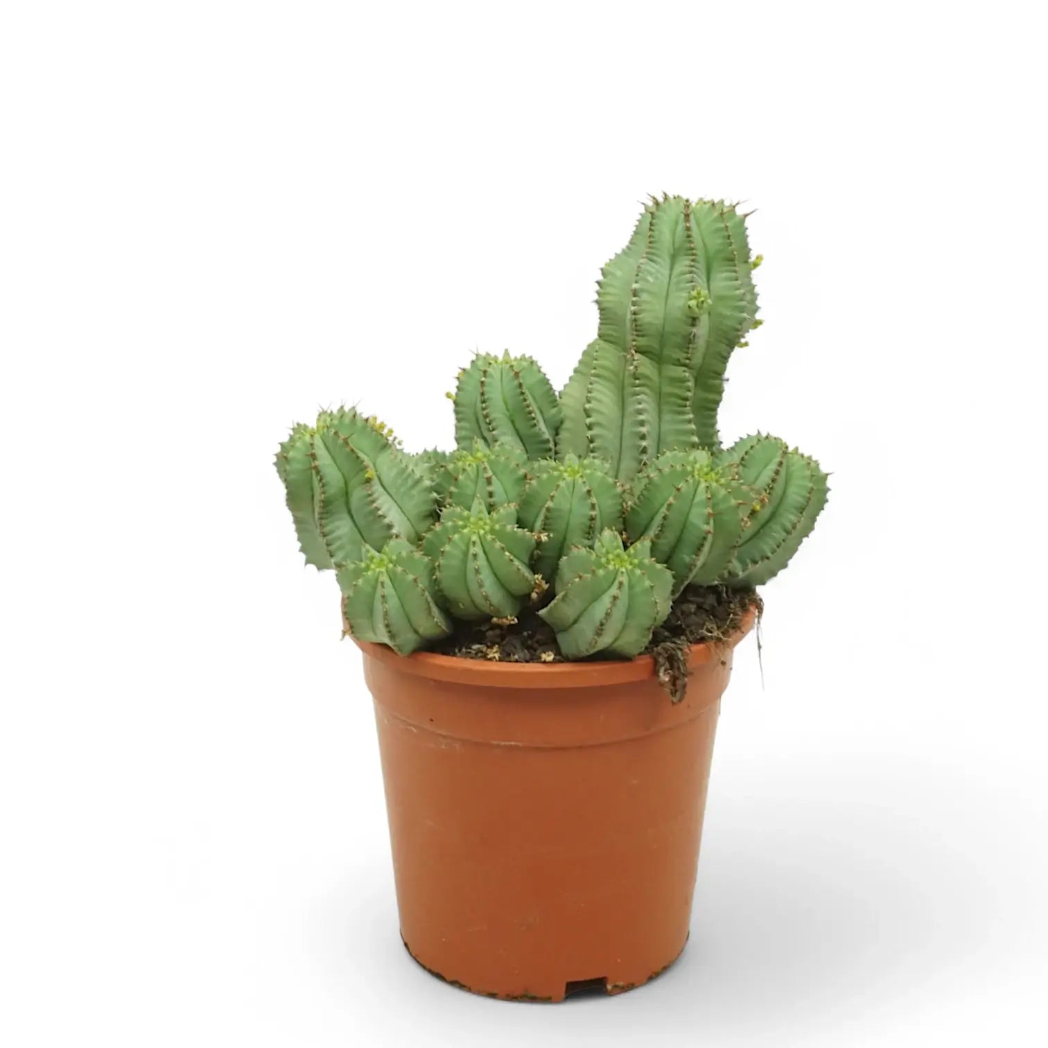 Euphorbia fruticosa 'Inermis' – Topfpflanze im Kulturtopf vor weißem Hintergrund, Produktfoto 2.