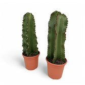 Euphorbia ingens potted plant in nursery pot on white background.