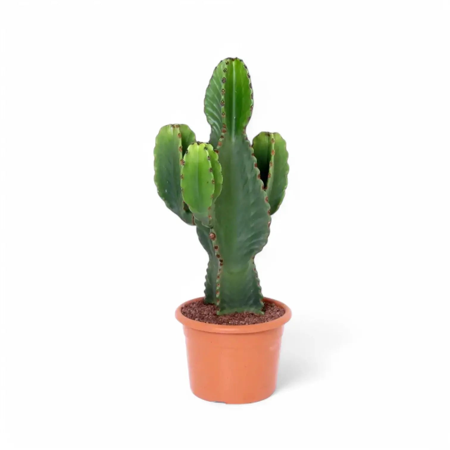 Euphorbia ingens potted plant in nursery pot on white background.