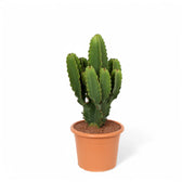 Euphorbia ingens potted plant in nursery pot on white background.