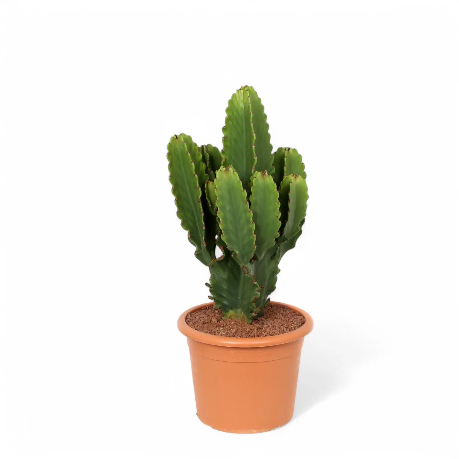 Euphorbia ingens potted plant in nursery pot on white background.