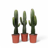 Euphorbia ingens potted plant in nursery pot on white background.