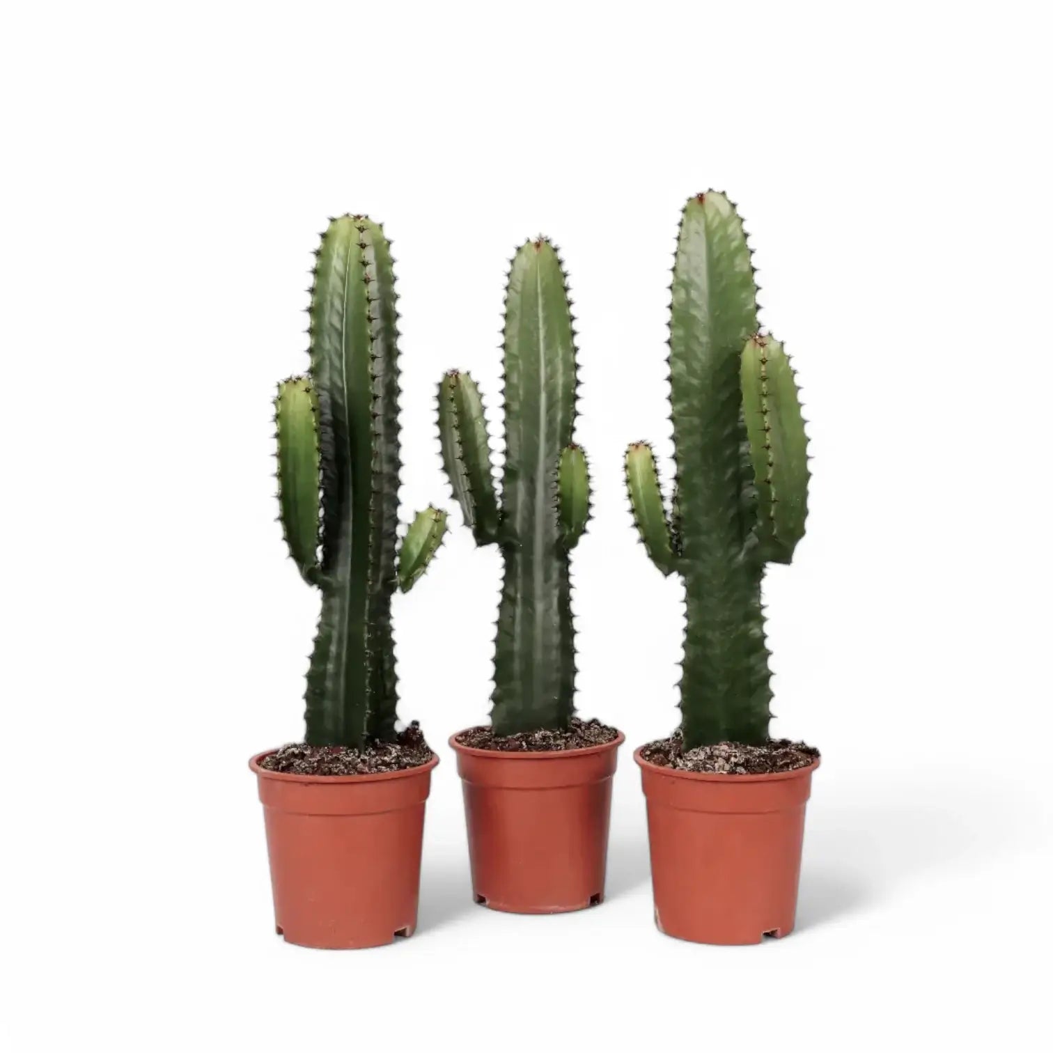 Euphorbia ingens potted plant in nursery pot on white background.