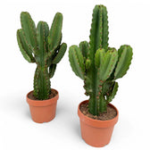 Euphorbia ingens potted plant in nursery pot on white background.