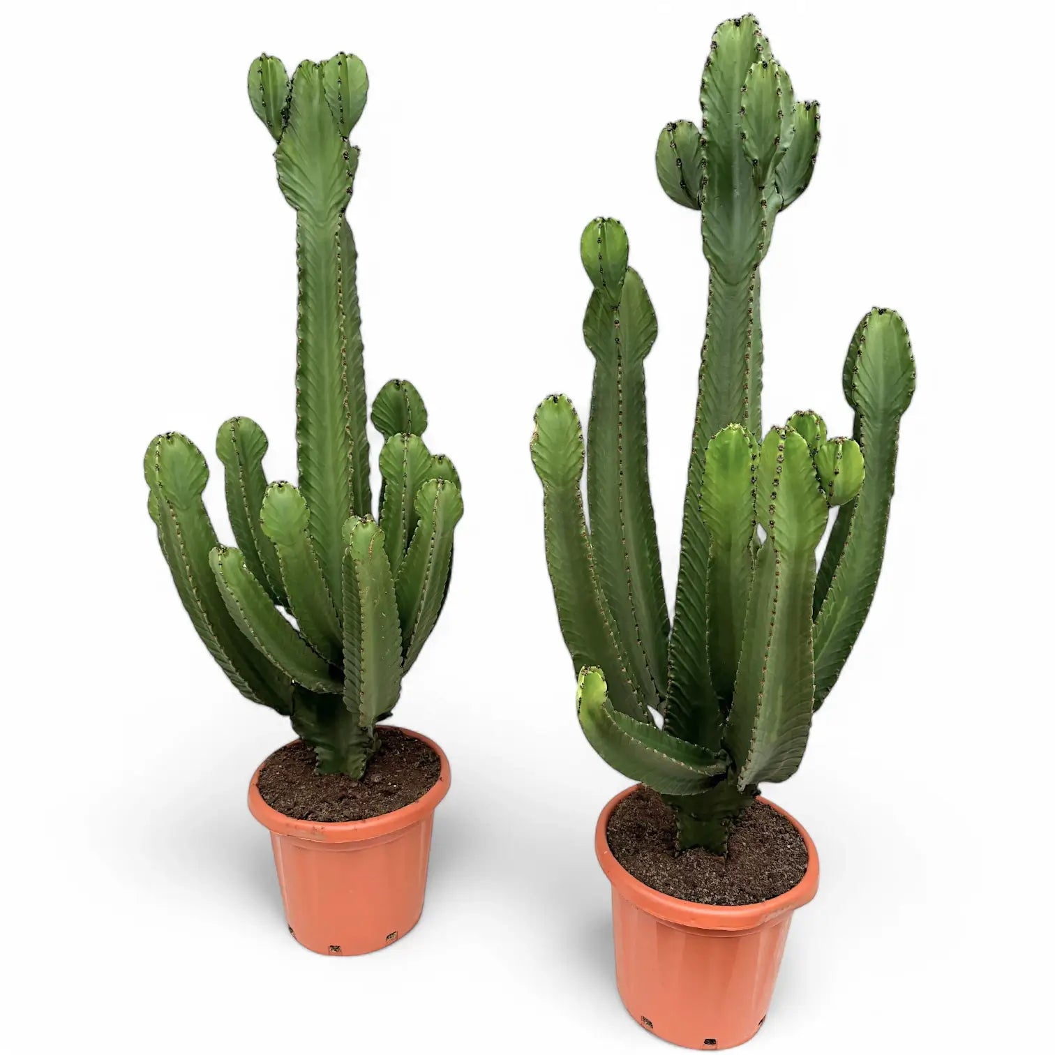 Euphorbia ingens potted plant in nursery pot on white background.