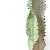 Nahaufnahme eines Sprosses von Euphorbia ingens 'Marmorata' vor weißem Hintergrund.