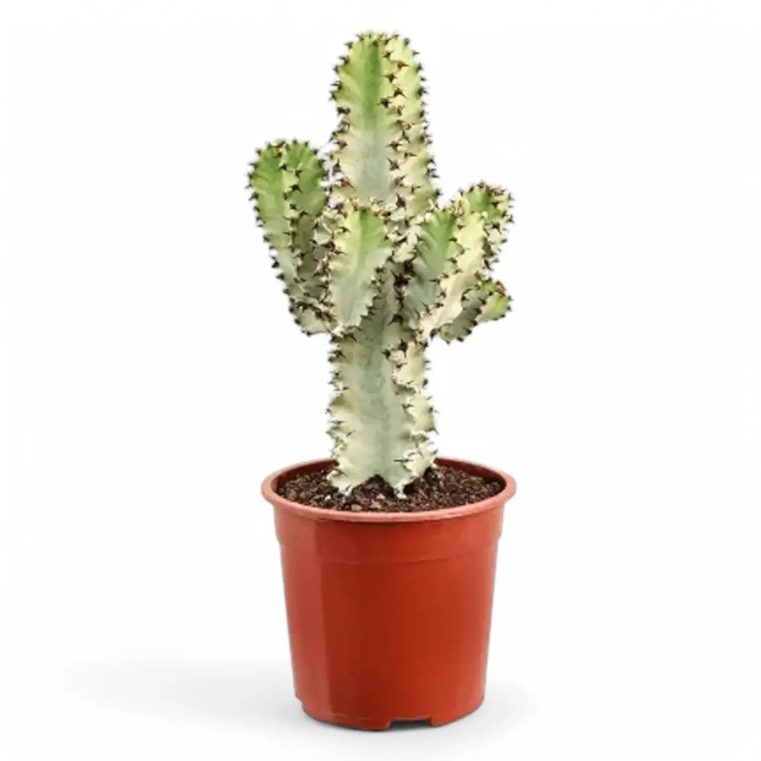 Euphorbia ingens 'Marmorata' – Topfpflanze im Kulturtopf vor weißem Hintergrund, Produktfoto 2.