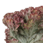 Gewellter Kamm von Euphorbia lactea mit rosa Rändern und zartgrüner Marmorierung