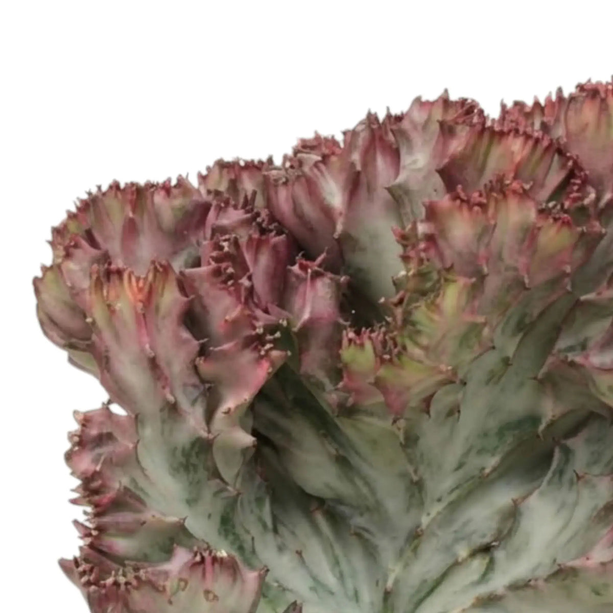 Gewellter Kamm von Euphorbia lactea mit rosa Rändern und zartgrüner Marmorierung