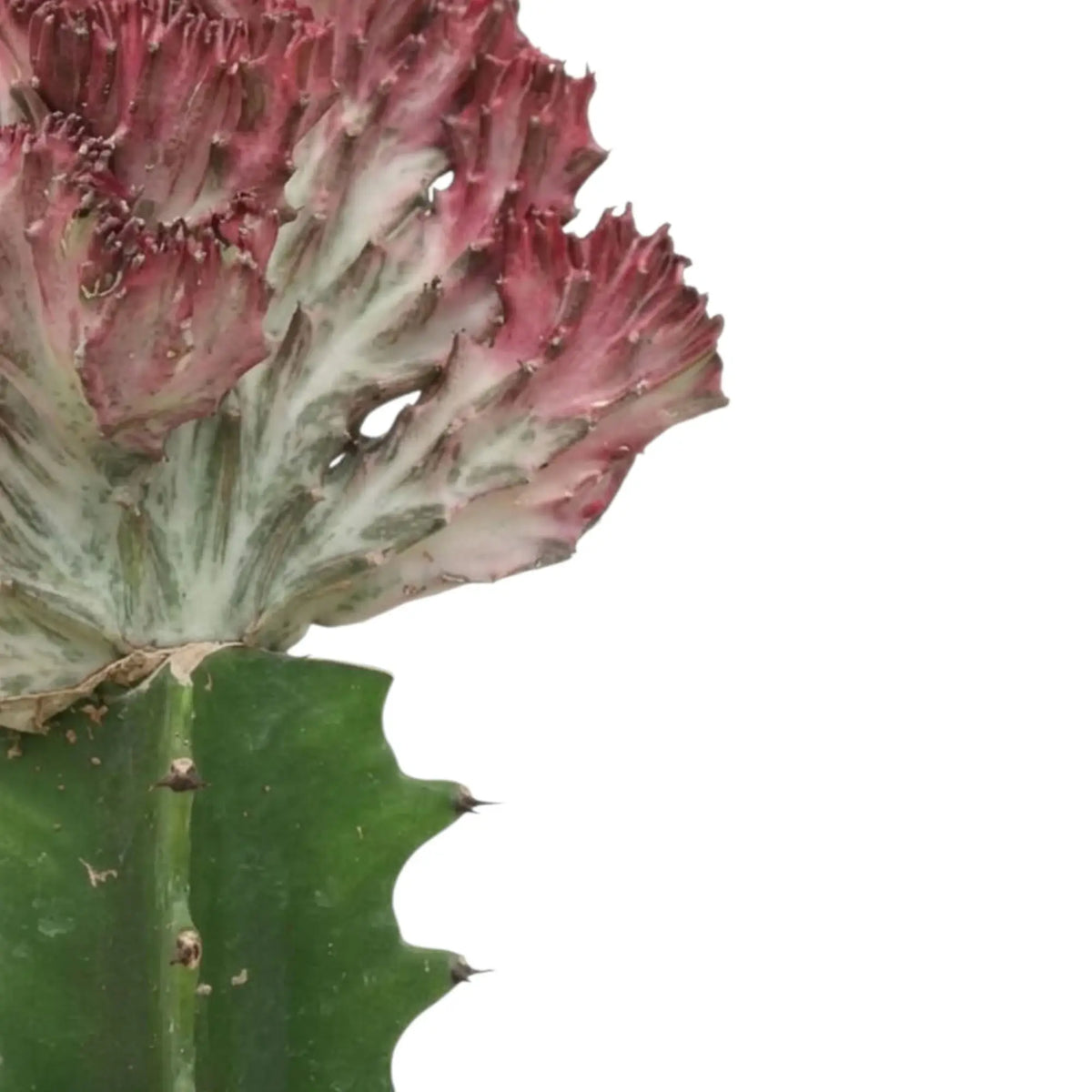 Gepfropfte Euphorbia lactea mit rosa gesäumtem, fächerförmigem Kamm auf einem aufrechten grünen Stamm