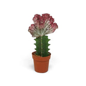 Gepfropfte Euphorbia lactea mit rosa-grünem Kamm auf einem gerippten grünen Stamm im braunen Topf
