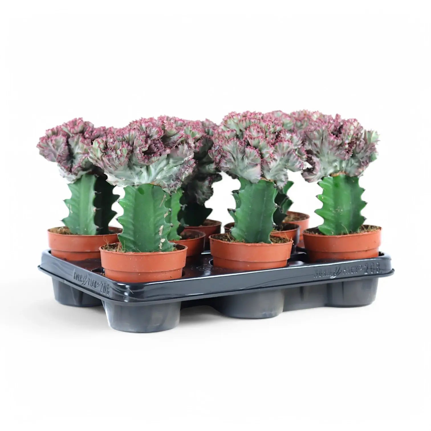 Euphorbia lactea f. crestata potted plant in nursery pot on white background.