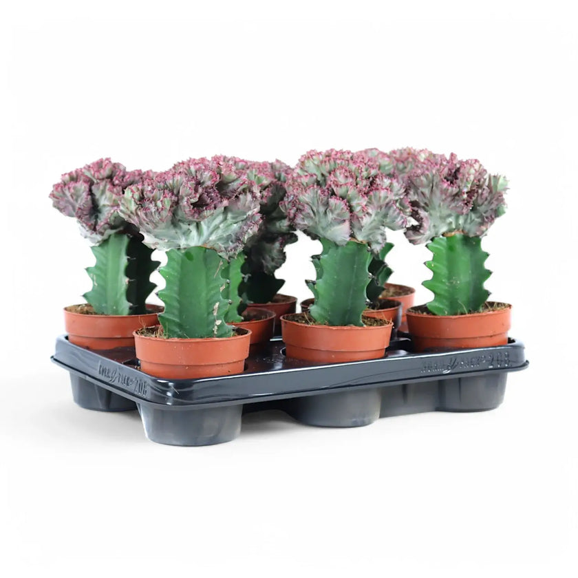 Euphorbia lactea f. crestata – Topfpflanze im Kulturtopf vor weißem Hintergrund, Produktfoto 2.