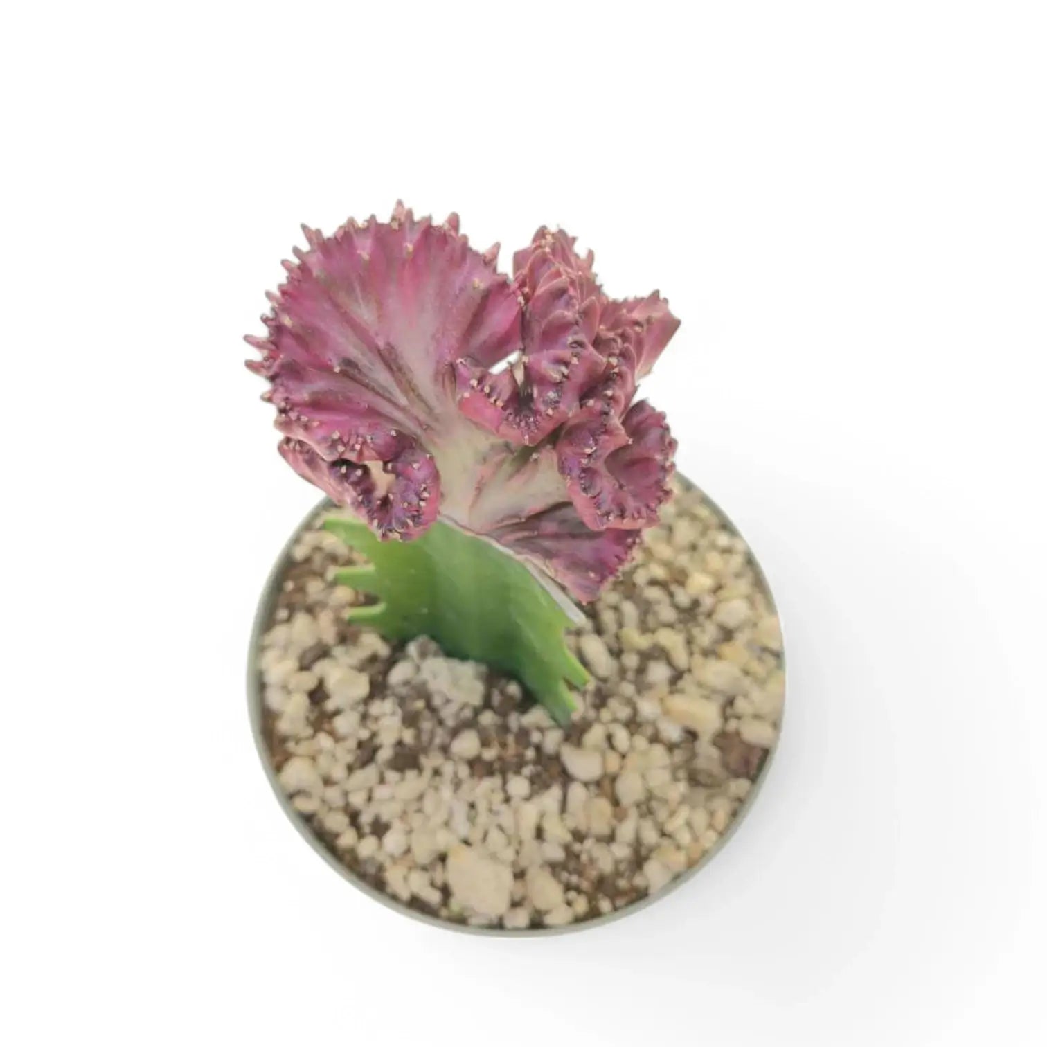 Euphorbia lactea f. crestata potted plant in nursery pot on white background.