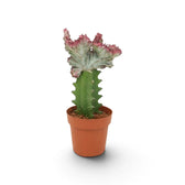 Euphorbia lactea im Topf mit unregelmäßigem hellgrünem Fächer und rosafarbenen, gewellten Spitzen