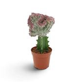Gepfropfte Euphorbia lactea mit stark gewelltem, graugrünem Kamm und rosafarbenen Rändern
