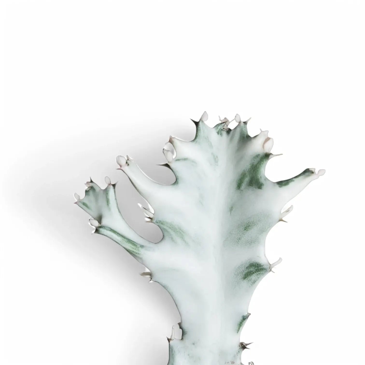 Euphorbia lactea 'White Ghost' ('Grey Ghost') – Blattdetail vor weißem Hintergrund..