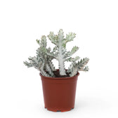 Euphorbia lactea 'White Ghost' ('Grey Ghost') potted plant in nursery pot on white background.