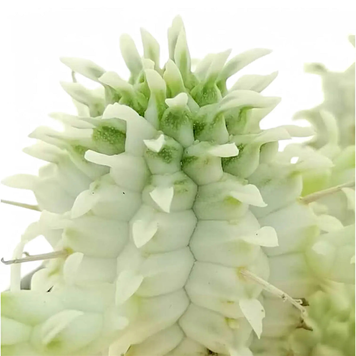 Euphorbia mammillaris f. variegata – Variegated Cluster Euphorbia