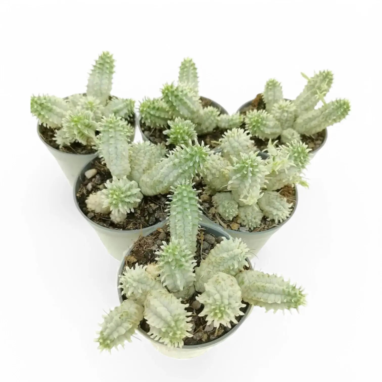 Euphorbia mammillaris f. variegata Zimmerpflanze im Anzuchttopf vor weißem Hintergrund, Produktfoto 3.
