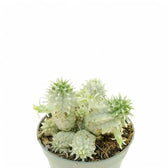 Euphorbia mammillaris f. variegata Zimmerpflanze im Anzuchttopf vor weißem Hintergrund, Produktfoto 4.
