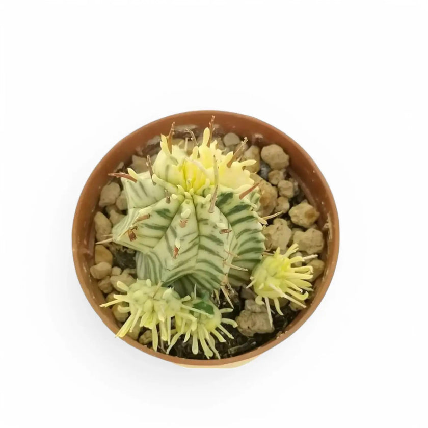 Euphorbia meloformis f. variegata potted plant in nursery pot on white background.