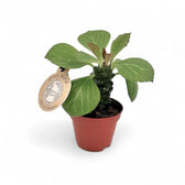 Euphorbia ritchiei potted plant in nursery pot on white background.