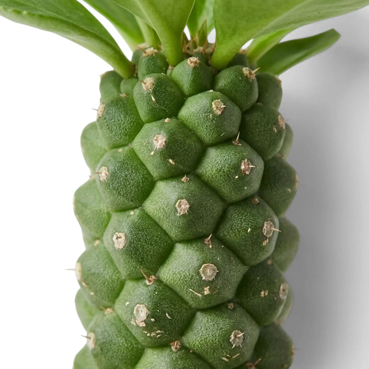 Nahaufnahme der erhabenen grünen Höcker und kleinen Dornen am Stamm von Euphorbia ritchiei