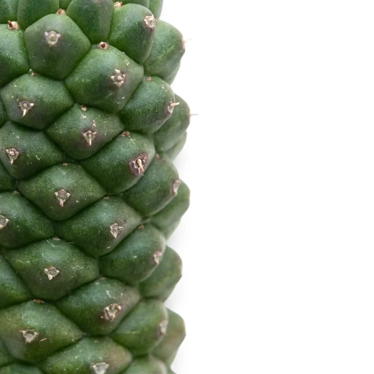 Dicht aneinandergereihte, rautenförmige Höcker am Stamm von Euphorbia ritchiei