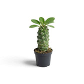 Junge Euphorbia ritchiei mit aufrechtem, höckerigem Stamm und einer Blattrosette im dunklen Topf