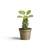 Kleine Euphorbia ritchiei im beigen Topf mit seitlich abstehenden Blättern an der Triebspitze