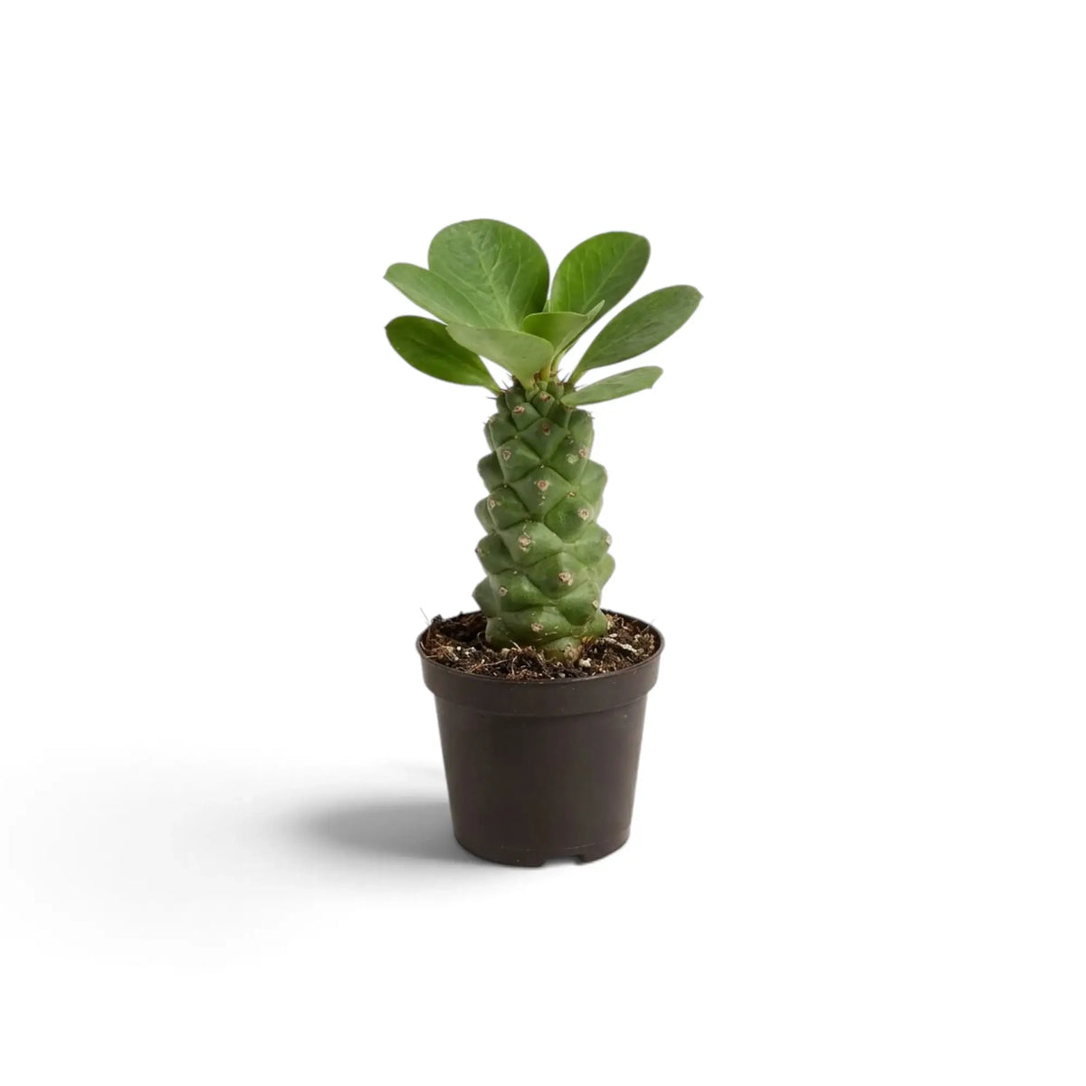 Euphorbia ritchiei mit höckerigem grünem Stamm und ovalen Blättern im dunkelbraunen Topf