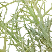 Euphorbia stenoclada leaf detail on white background.