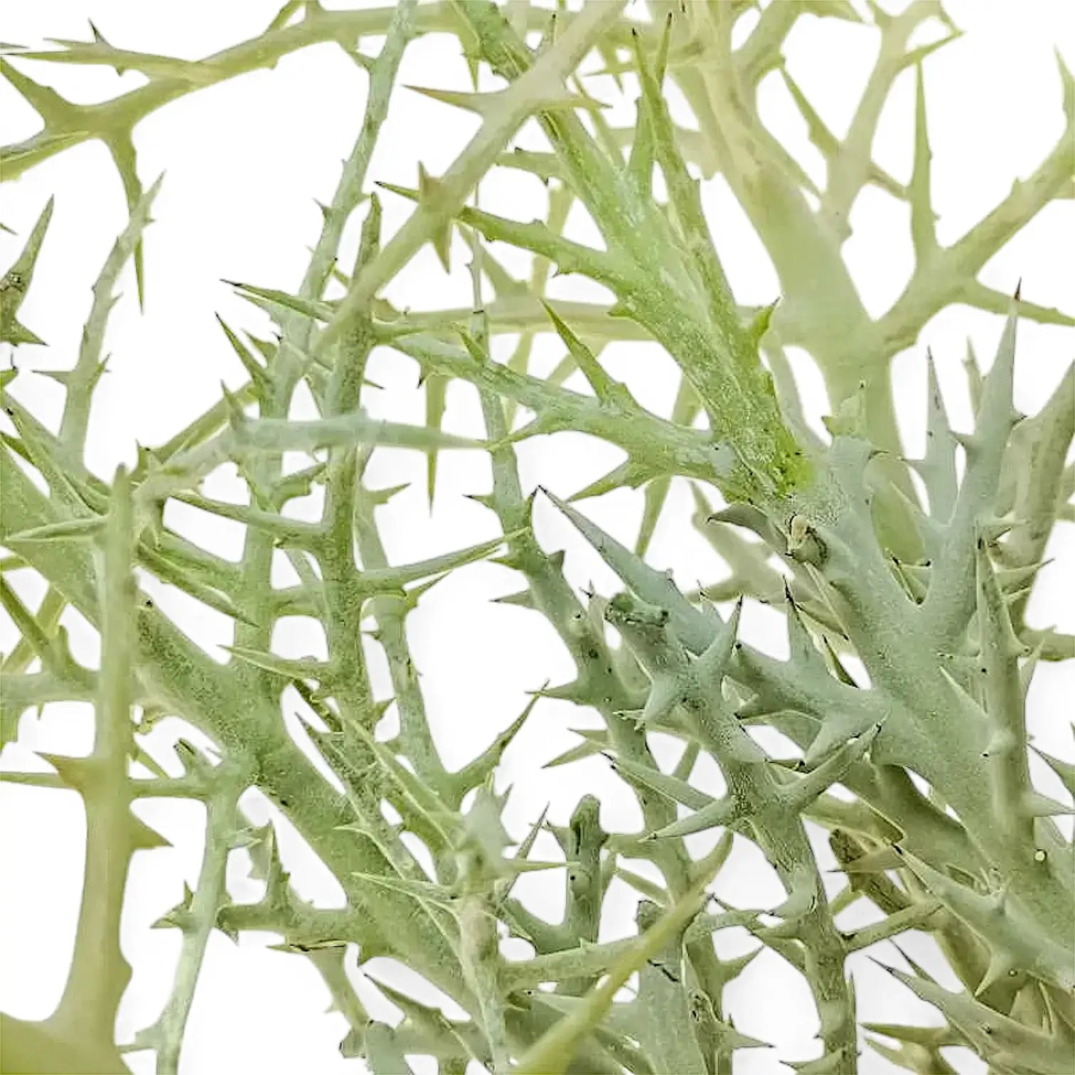 Euphorbia stenoclada leaf detail on white background.