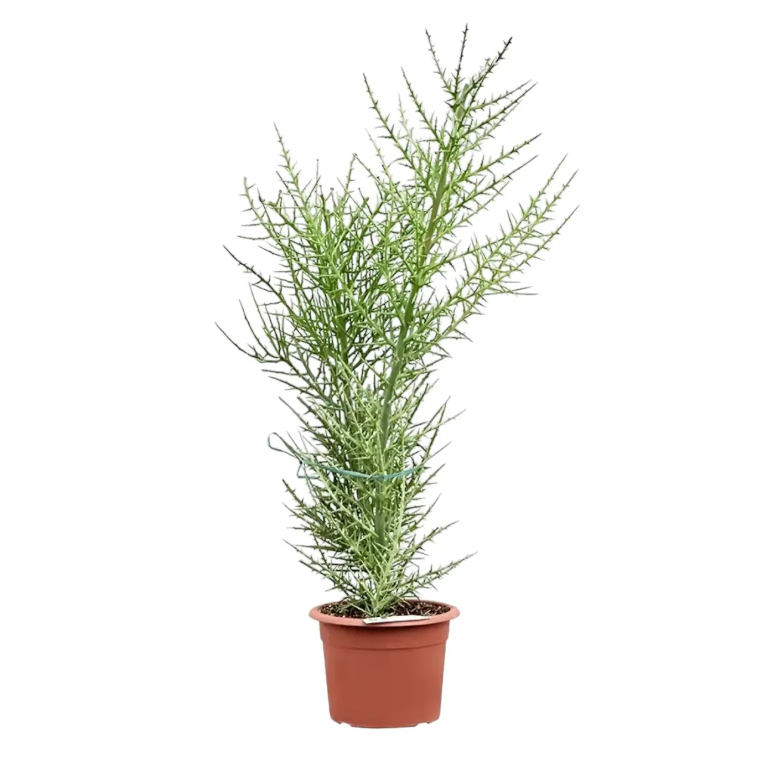 Euphorbia stenoclada potted plant in nursery pot on white background.