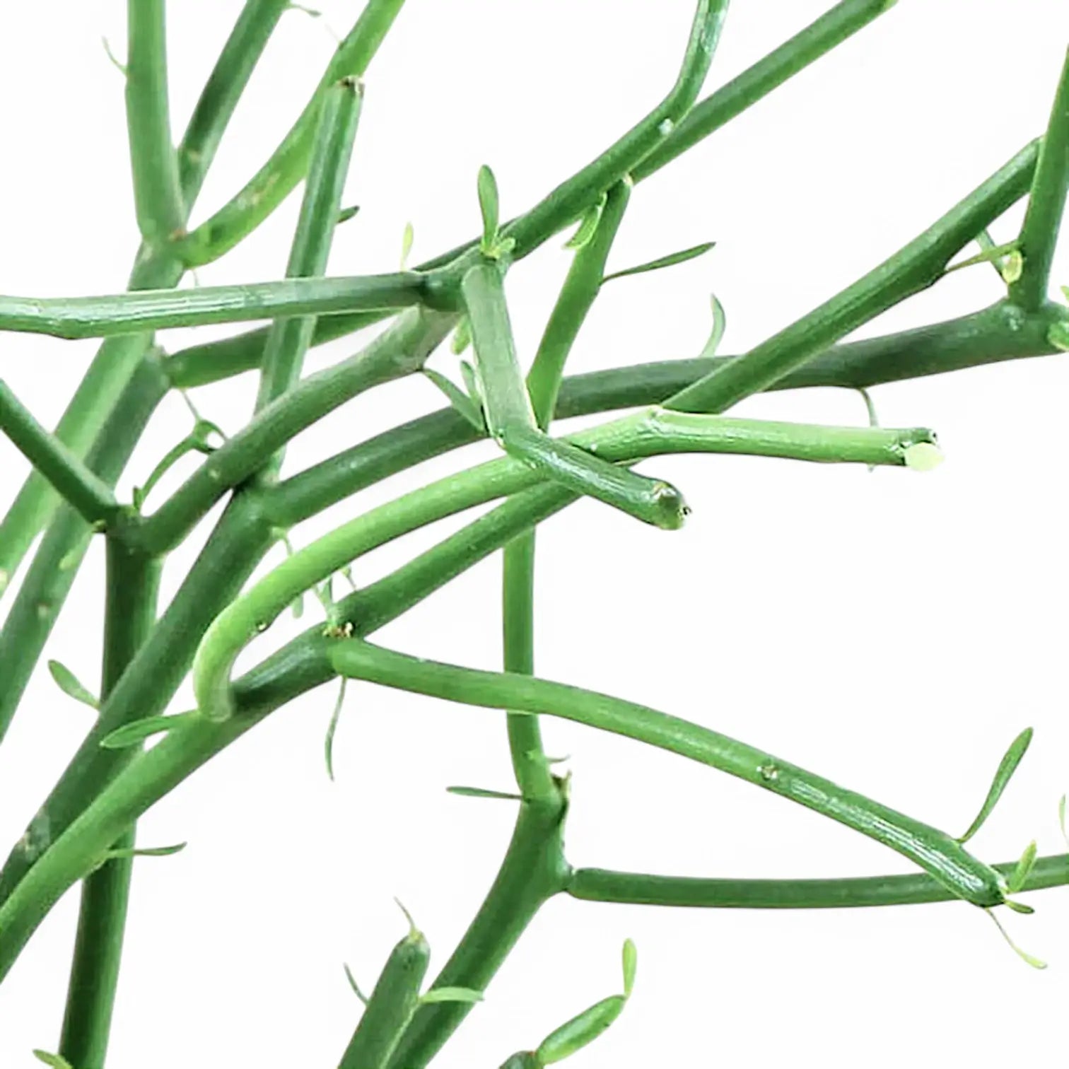 Euphorbia tirucalli – Blattdetail vor weißem Hintergrund..