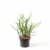 Euphorbia tirucalli potted plant in nursery pot on white background.