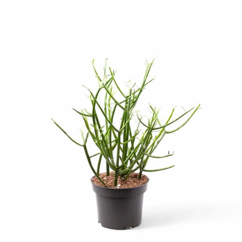 Euphorbia tirucalli potted plant in nursery pot on white background.