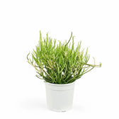 Euphorbia tirucalli potted plant in nursery pot on white background.