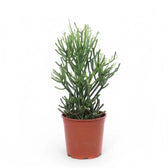 Euphorbia tirucalli potted plant in nursery pot on white background.