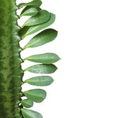 Euphorbia trigona close-up of leaf on white background.