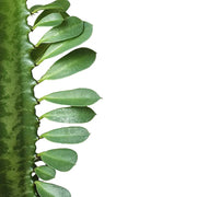 Euphorbia trigona close-up of leaf on white background.