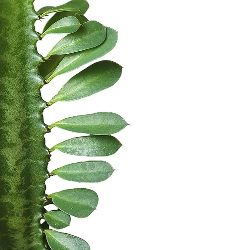 Euphorbia trigona close-up of leaf on white background.