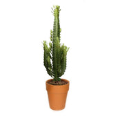 Euphorbia trigona potted plant in nursery pot on white background.