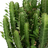 Euphorbia trigona mit dicht stehenden gerippten Trieben und kleinen Blättern entlang der Kanten