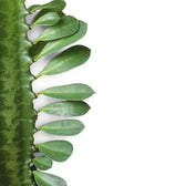 Ovale grüne Blätter entlang der dornigen Kante eines Triebs von Euphorbia trigona