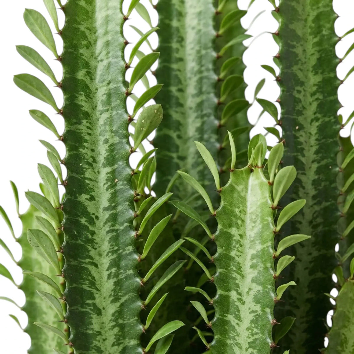Aufrechte Triebe von Euphorbia trigona mit grün gefleckten Rippen und schmalen Blättern