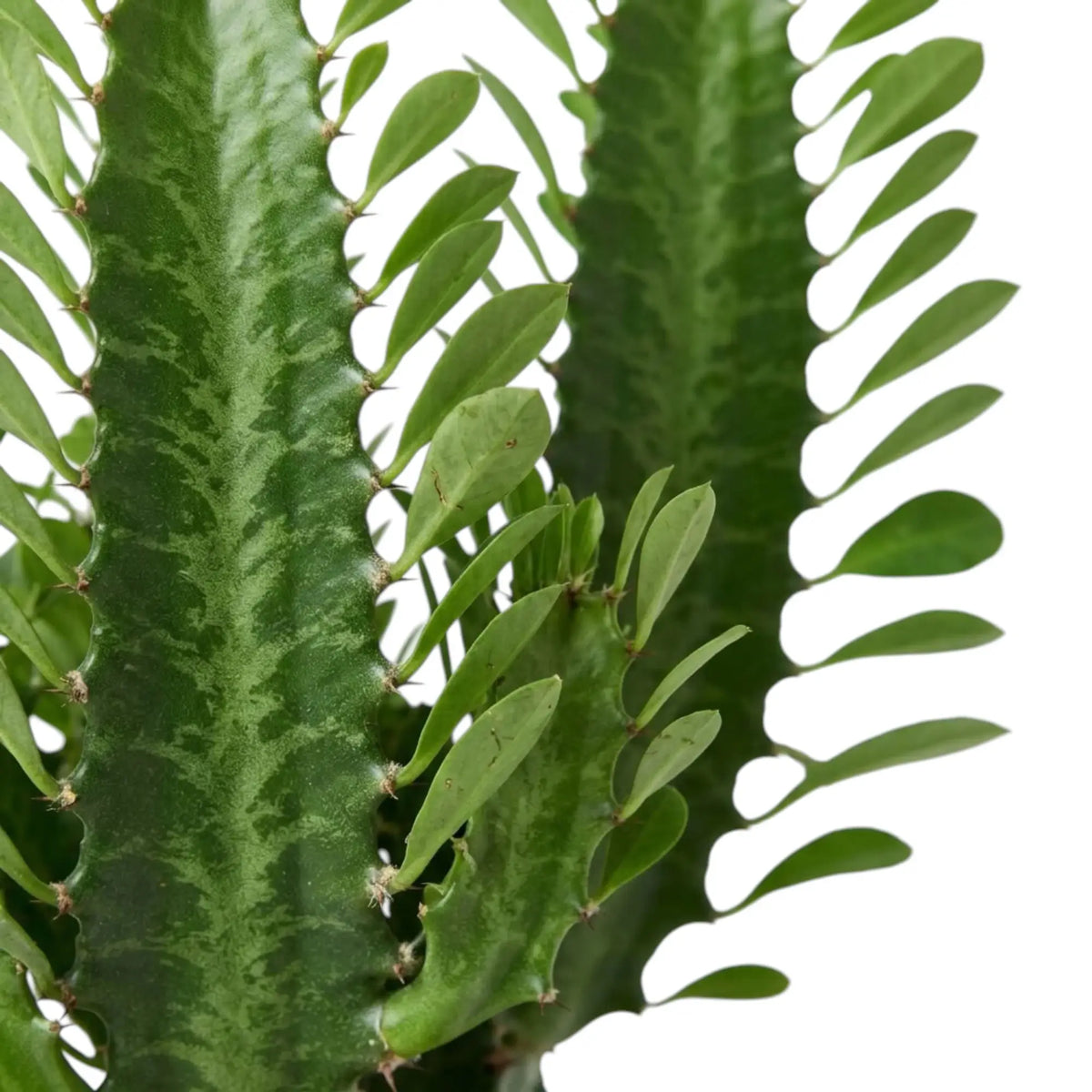 Detail der Rippen von Euphorbia trigona mit kleinen Dornen und jungen grünen Blättern